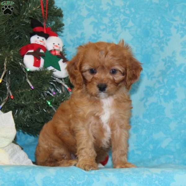 Antelope, Cavapoo Puppy